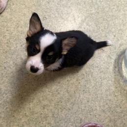 Sven - Black and white male Cardigan Welsh Corgi puppy in Atascadero, California from California Corgis and Kunes