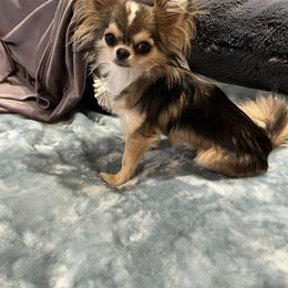 Chihuahua Puppies from Golden State Chihuahuas