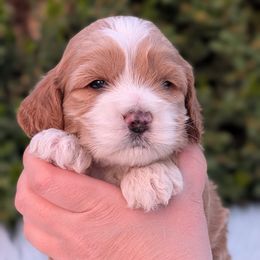 Cockapoo Puppies from Utah Cocker Spaniels