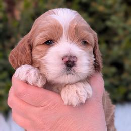Cockapoo Puppies from Utah Cocker Spaniels