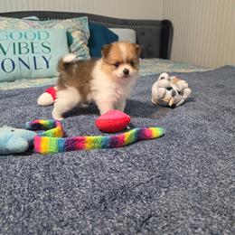 Bunny - Orange parti female Pomeranian puppy in Cleveland, Georgia from Sourpatch Pomeranians