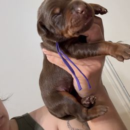 Rosie - Red and rust female Doberman Pinscher puppy in Newberg, Oregon from De Mata Dobermann Kennel