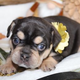 Bulldog and French Bulldog Puppies from Over the Mhoon Bullies & Royal Frenchies