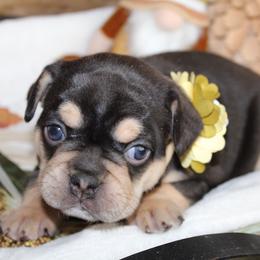 Bulldog and French Bulldog Puppies from Over the Mhoon Bullies & Royal Frenchies