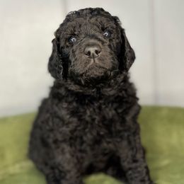 Emberly - Black and white female Aussiedoodle puppy in Monroe, North Carolina from The Klepper Homestead