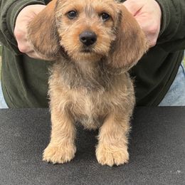 Dachshund Puppies from Passport Dachshunds