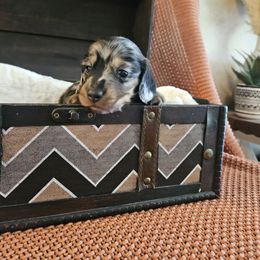 Dapple - Black and cream female Dachshund puppy in Panama City Fl, Florida from Southern Bliss Doxies