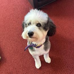 Aussiedoodle All Grown Up from White Pine Farm