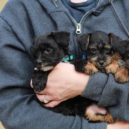 Golden Retriever and Schnoodle Puppies from Bassett Family Ranch