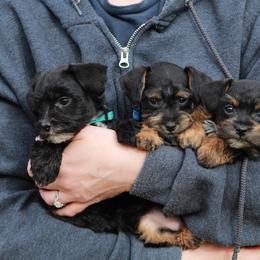 Golden Retriever and Schnoodle Puppies from Bassett Family Ranch