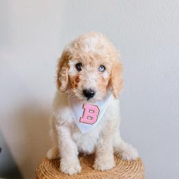 Luna White Collar - Fawn and white female Sheepadoodle puppy in Republic, Missouri from DOOD & Co