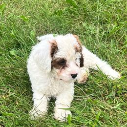Duke - Blenheim male Cavapoo puppy in Maple Grove, Minnesota from Honey Bit Kennels