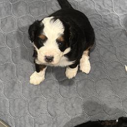 Aussiedoodle and Bernedoodle Puppies from LolliPop Farms