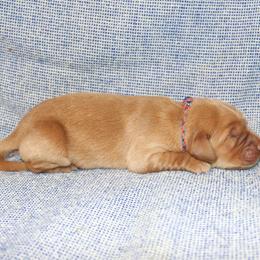 Max - Golden male Golden Retriever puppy in New Weston, Ohio from Bertke AKC Golden Retrievers and Bernese Mountain Dogs