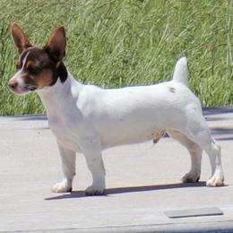 Teddy Roosevelt Terrier Puppies from Travelin' Man Terriers