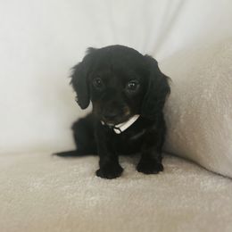 Dachshund Puppies from Krazy Acre Farm