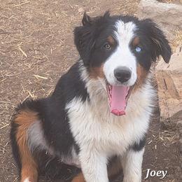 JOEY - Black tri-color male Australian Shepherd puppy in Elk Creek, Missouri from Hearts on Fire Australian Shepherds