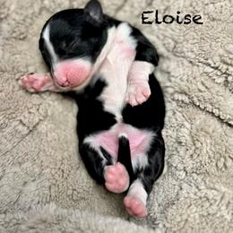 Eloise - Black female Bordoodle puppy in Mancos, Colorado from Mesa View Puppies
