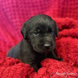 Orange Boy - Black male Labrador Retriever puppy in Colorado from Albrecht Farms Labrador Retrievers