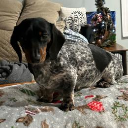 Pebbles - Dachshund