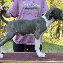 Green M - Blue male Mountain Cur puppy in Georgetown, Ohio from Walnut Ridge Mountain Curs