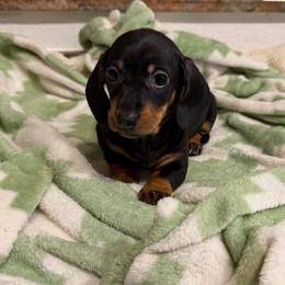 Juniper - Black and tan female Dachshund puppy in Los Angeles, California from Dachshunds of the Desert