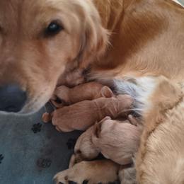 2nd pick female - Golden female Golden Retriever puppy in Tenino, Washington from Oak River Goldens'