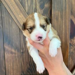 Leia - Sable and white female Old Time Scotch Collie puppy in Mars Hill, North Carolina from Brambly Mountain Farm