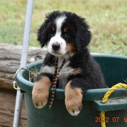 "Brown Sugar   Female  7 wks" Bernese Mountain Dog Puppies from Wilderness Way Berners