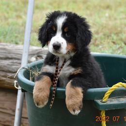"Brown Sugar   Female  7 wks" Bernese Mountain Dog Puppies from Wilderness Way Berners