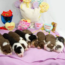 Australian Shepherd Puppies from Isabel Garay-Mesa