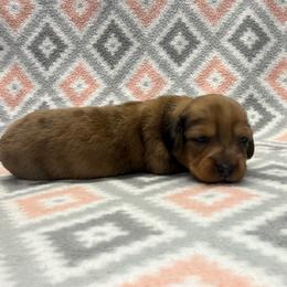 Girl 2 - Red female Dachshund puppy in Hoover, Alabama from Tide Town Doxies