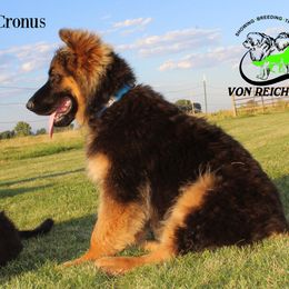 German Shepherd and Tibetan Mastiff Puppies from Von Reich Haus