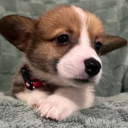 Rudy - Red male Pembroke Welsh Corgi puppy in New Waverly, Texas from Corgie & Cream Paradise