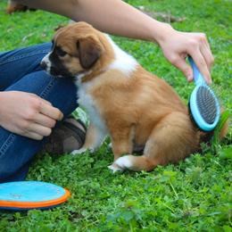 English Shepherd Puppies from Town & Country English Shepherds