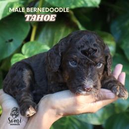 Tahoe (Red Collar) - Tri-color male Bernedoodle puppy in Palmetto Bay, Florida from SOMIDOODLES
