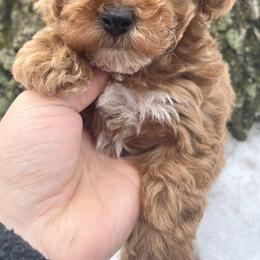 Havapoos and Maltipoos from Riyem Wildflower Farms