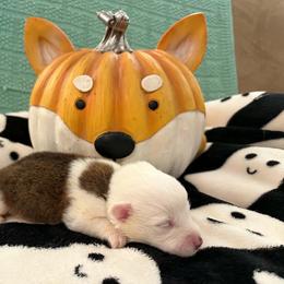 Biscuit - Sable male Pembroke Welsh Corgi puppy in Saint George, South Carolina from Carolina cotton candy corgis