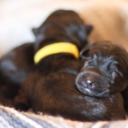 Kerry Blue Terrier Puppies from Costerra Kerry Blue Terriers
