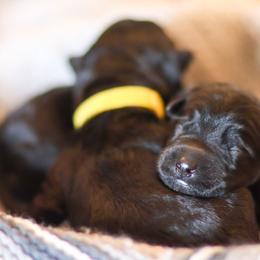 Kerry Blue Terrier Puppies from Costerra Kerry Blue Terriers