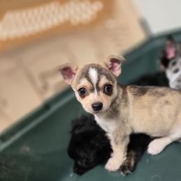 Tetris - Fawn and white male Chihuahua puppy in Springfield, Missouri from Carly Parker