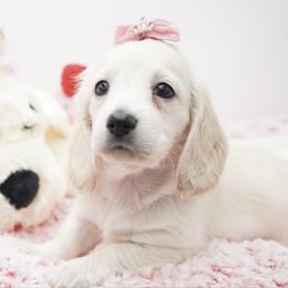 Cinderella - Cream female Dachshund puppy in Big Rapids, Michigan from 30 Acre Woods Dachshunds
