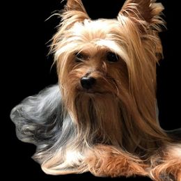 Yorkshire Terriers from Yvonnes Yorkies