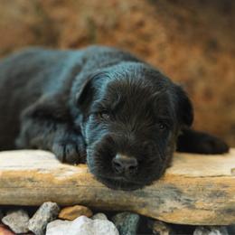 Zicron - Black male German Shepherd puppy in Windsor, South Carolina from Sinister Shepherds