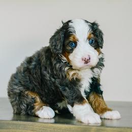 Trace - Merle male Bernedoodle puppy in Spanish Fork, Utah from K Brand Doodles