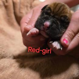 Girl 1 - Fawn female Boxer puppy in Caspian, Michigan from Andrus Family Boxers