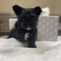 Red Girl Black and White - Black and tan female Yorkshire Terrier puppy in Oregon City, Oregon from D’Luxe Kennels