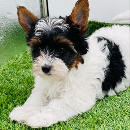 AKC - Ellie 3000 - Black tan and white female Biewer Terrier puppy in Douglas, Georgia from Heartland small breeds
