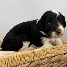 Prancer - Black and white female Sheepadoodle puppy in Greeneville, Tennessee from Smokey Mountain Sheepadoodles
