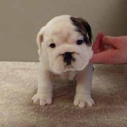 Bulldog Puppies from Big Pine Bulldogs